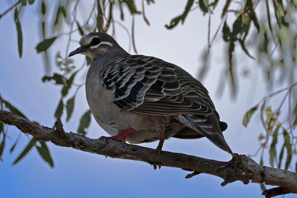 Common Bronzewing - Ryan Graham