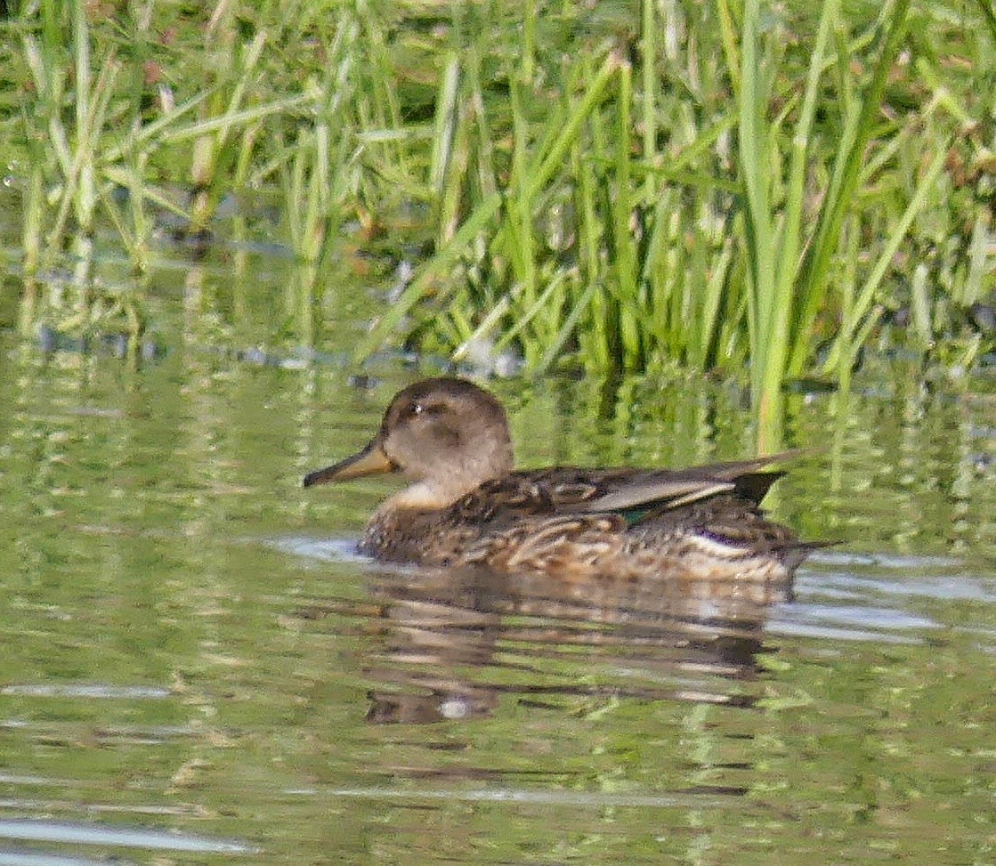 Green-winged Teal - ML623743589