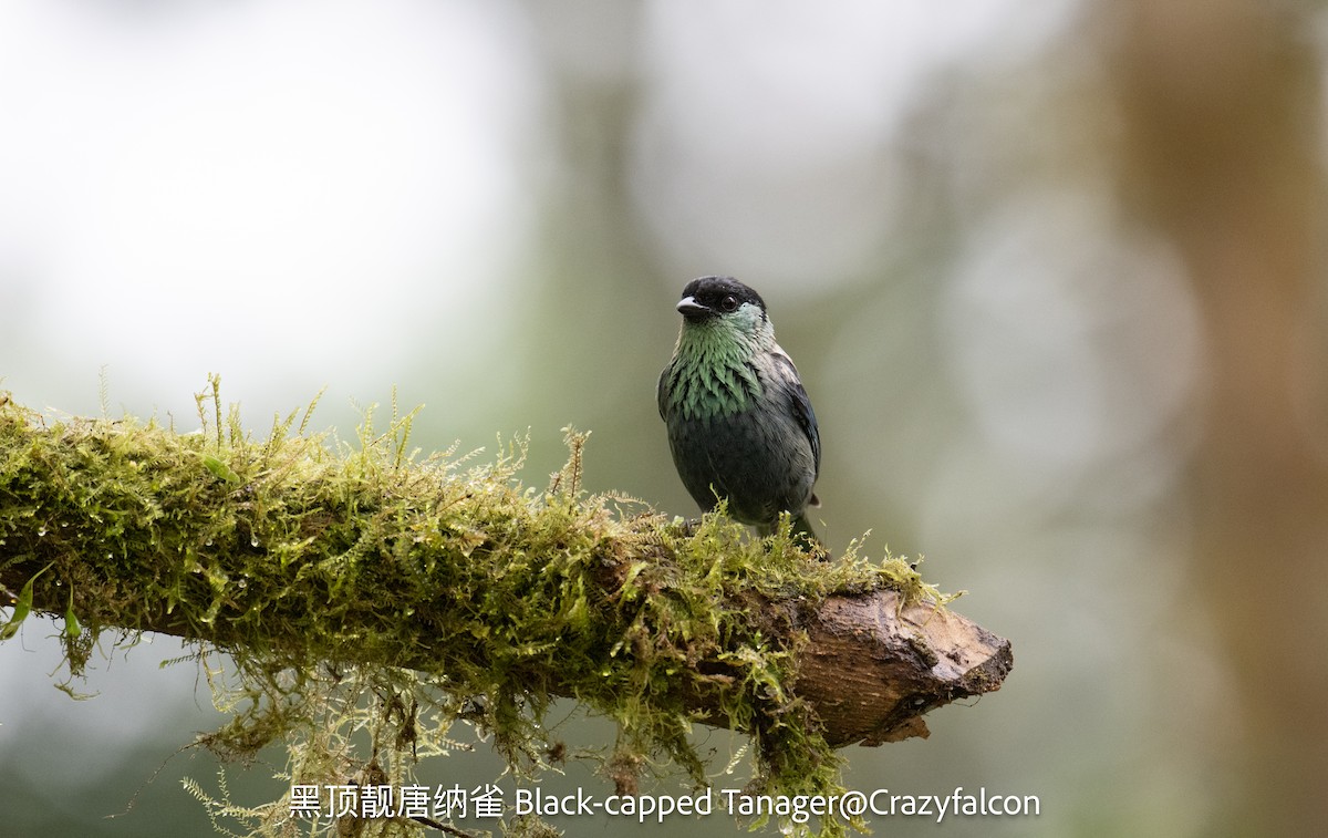 Black-capped Tanager - Qiang Zeng