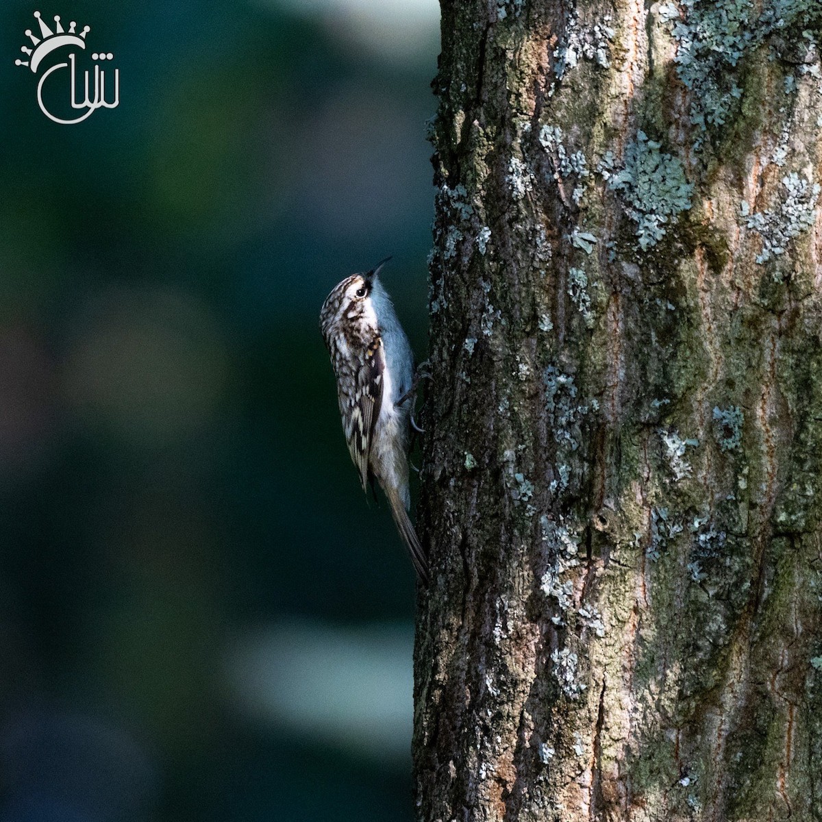 Eurasian Treecreeper - Mohamed Shah