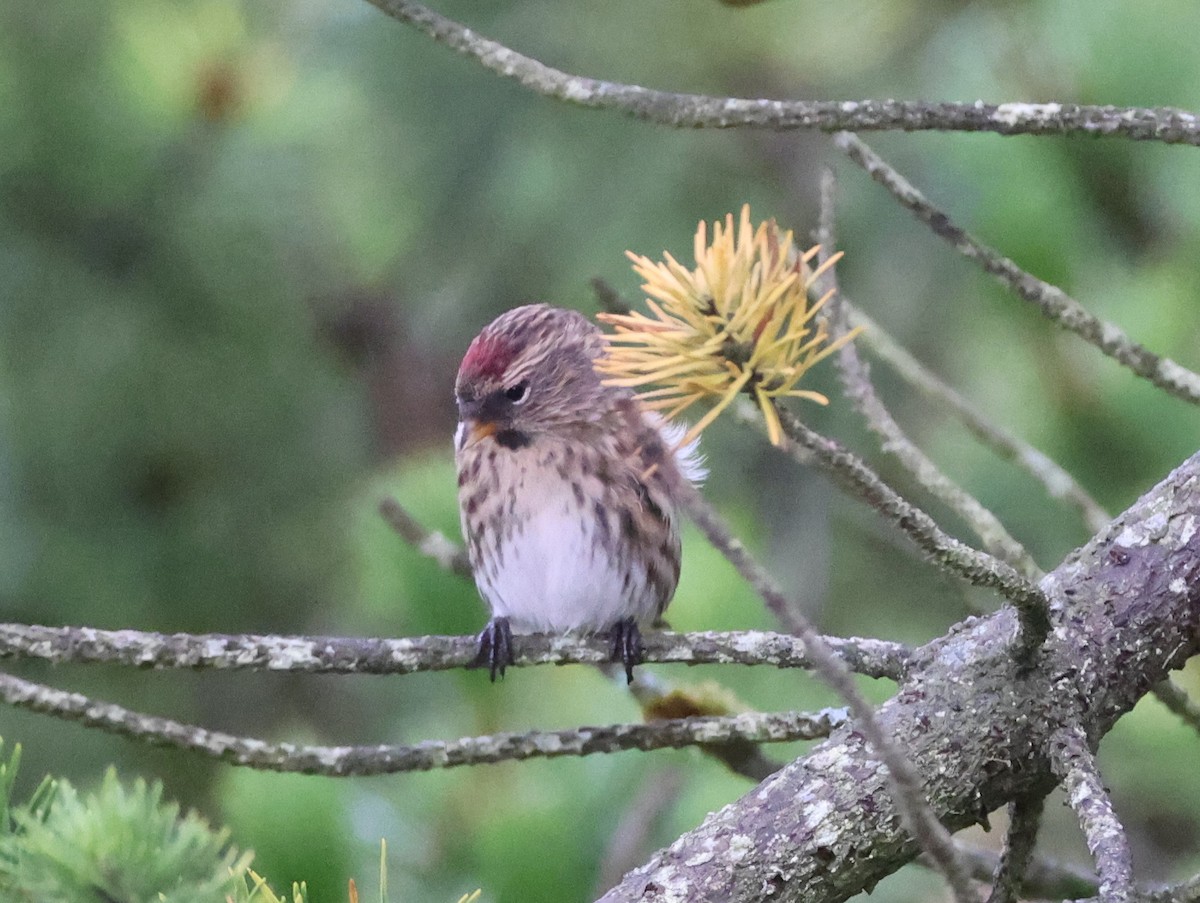 Common Redpoll - ML623743756