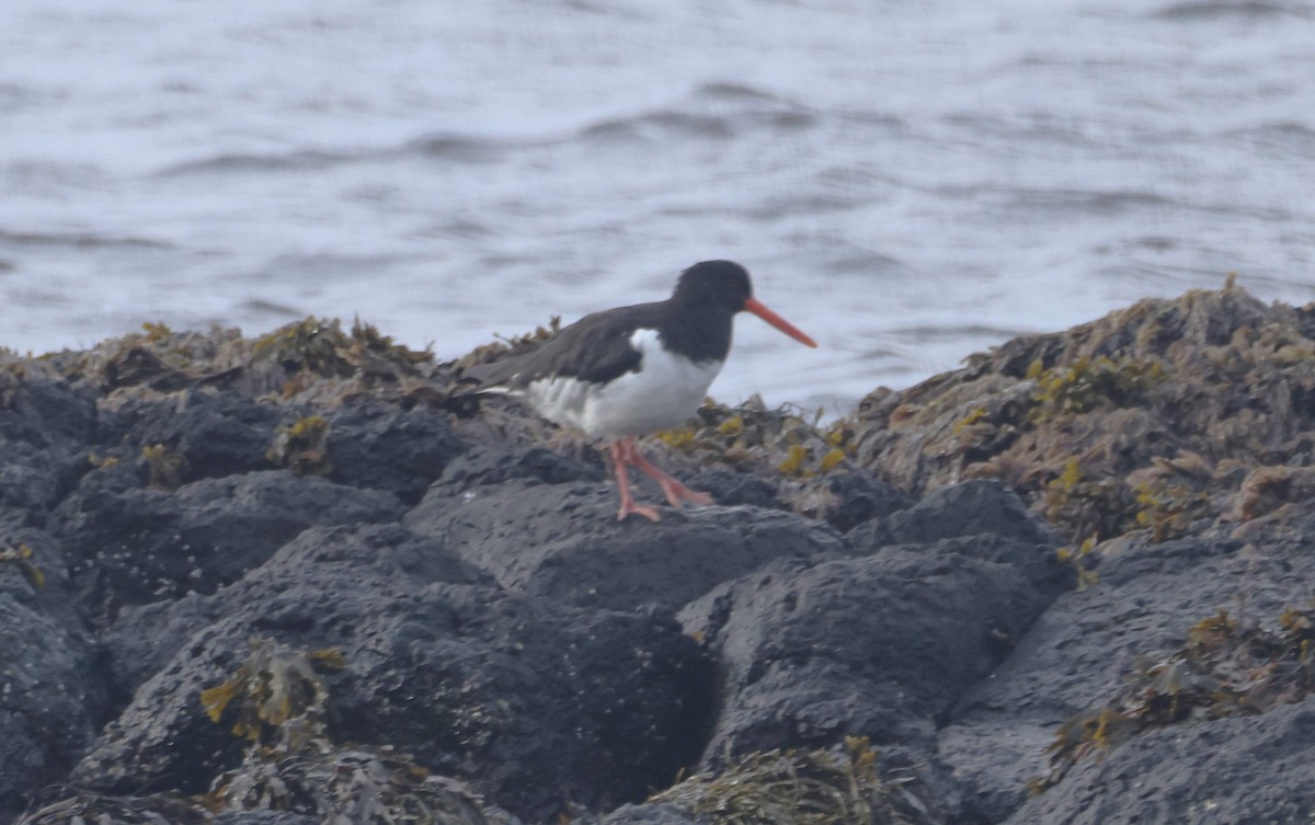 Алаг хясаач - ML623743766