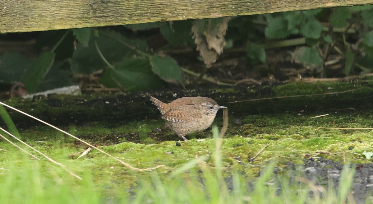 Eurasian Wren - Jan Badura