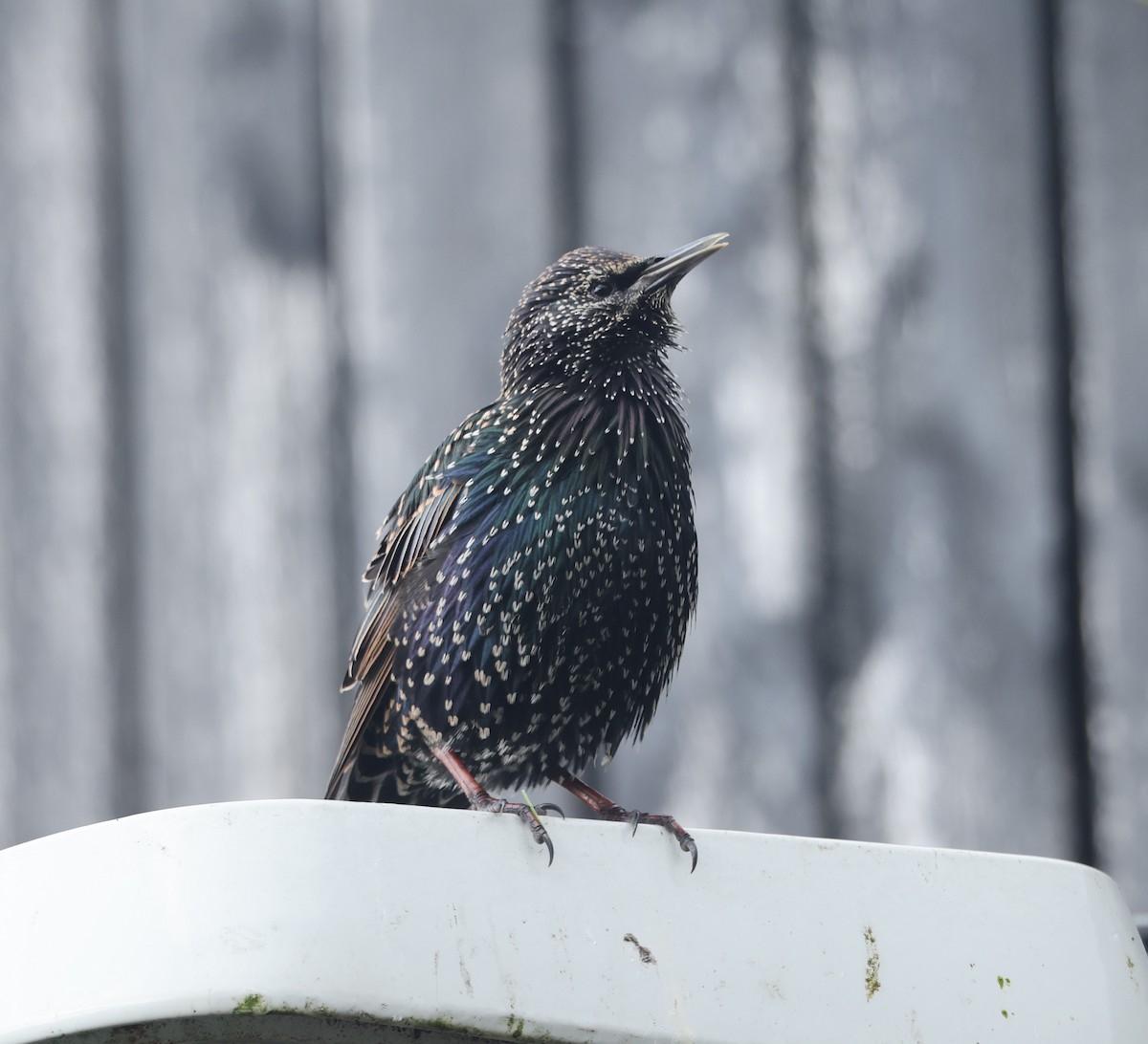 Хар тодол - ML623743770