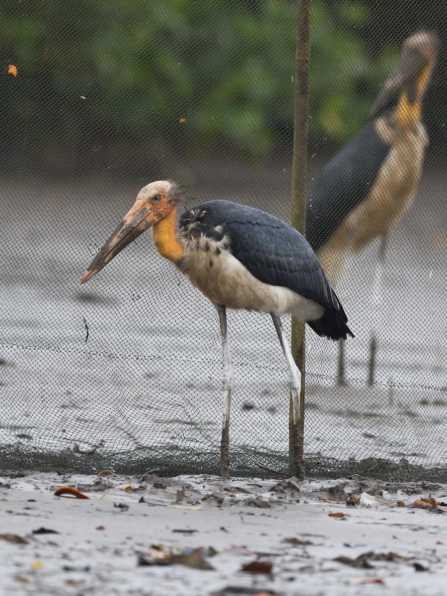 Lesser Adjutant - ML623743771