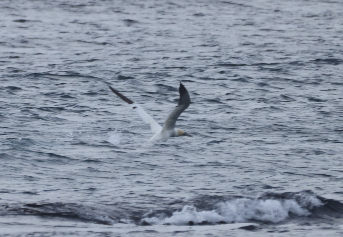 Northern Gannet - ML623743773