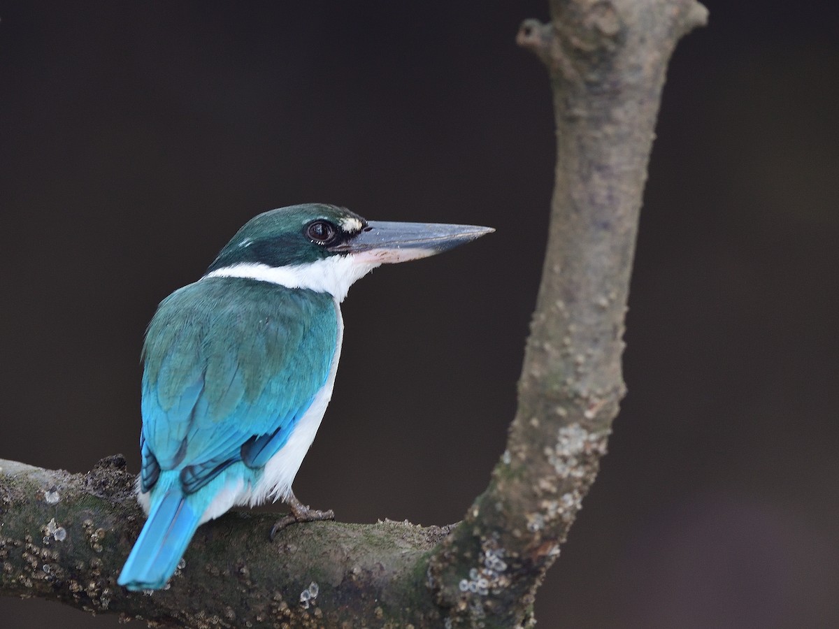 Collared Kingfisher - ML623743803