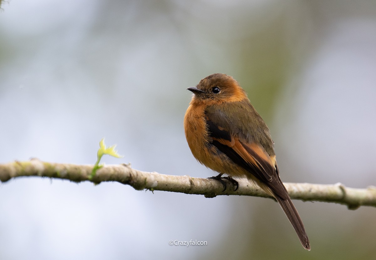 Cinnamon Flycatcher - ML623743805