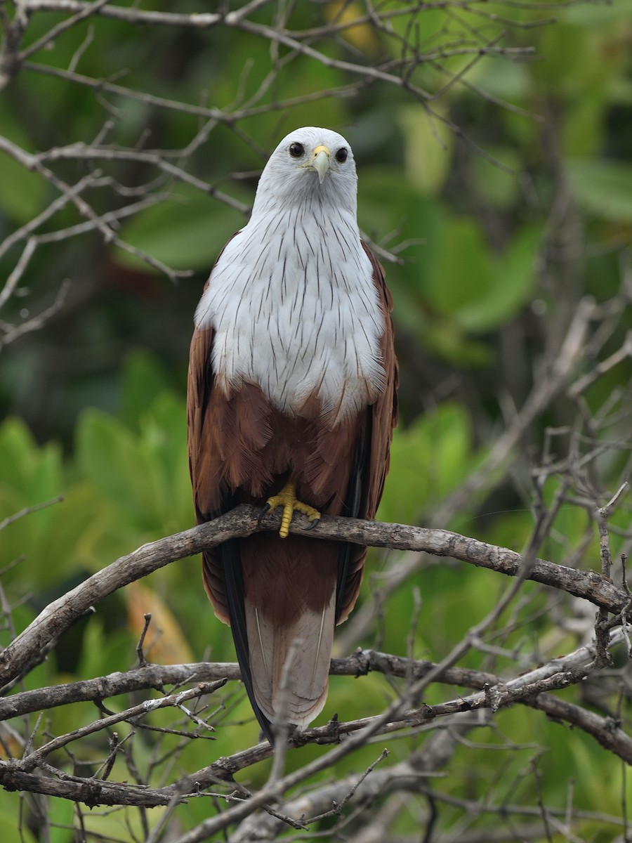 Brahminy Kite - ML623743806