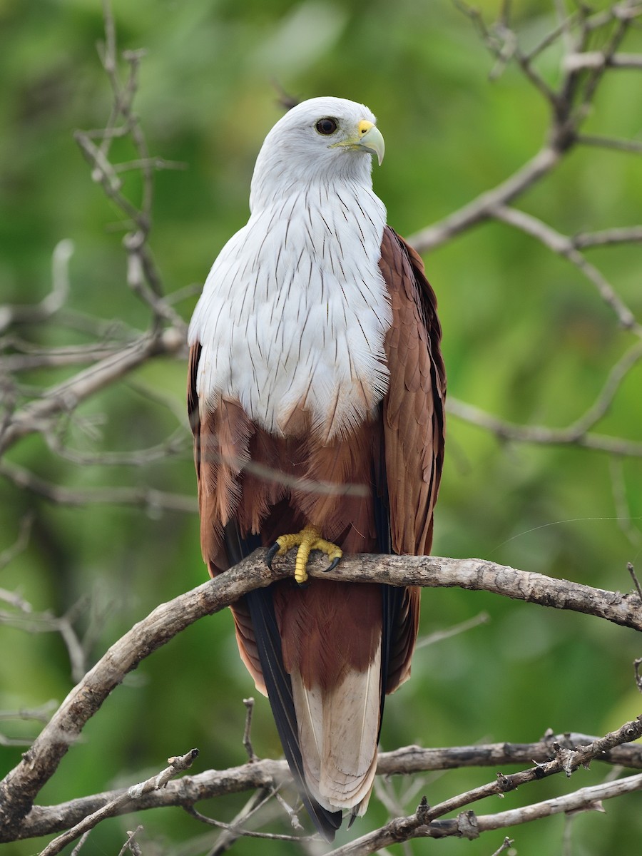 Brahminy Kite - ML623743807