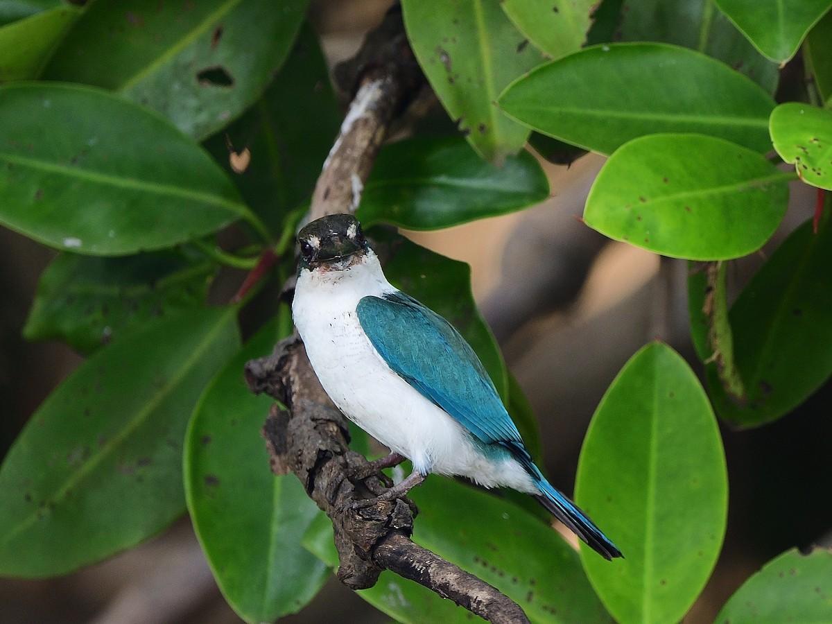 Collared Kingfisher - ML623743809