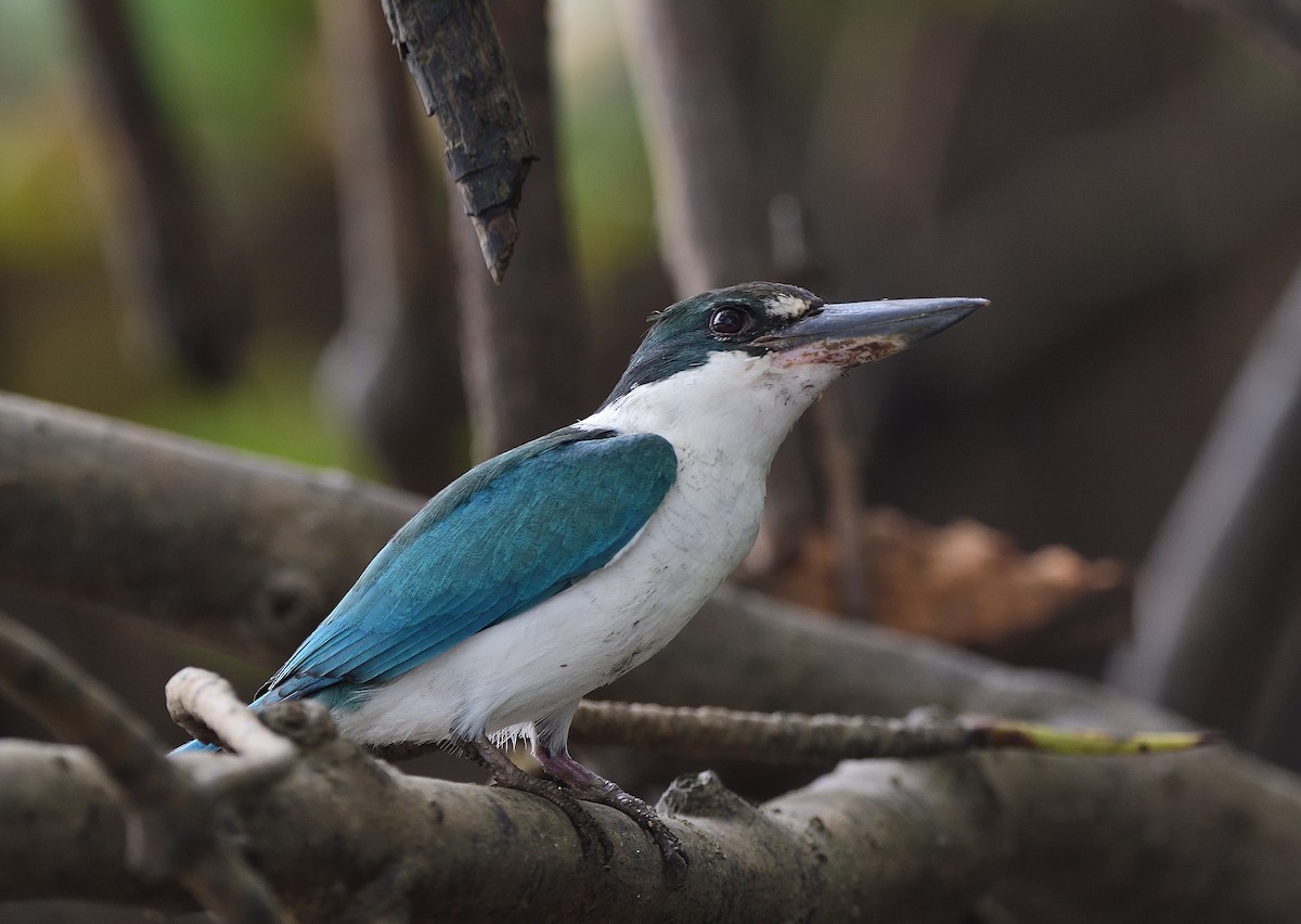 Collared Kingfisher - ML623743810