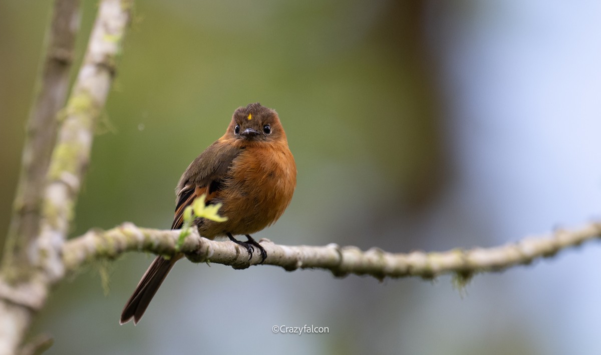 Cinnamon Flycatcher - ML623743816