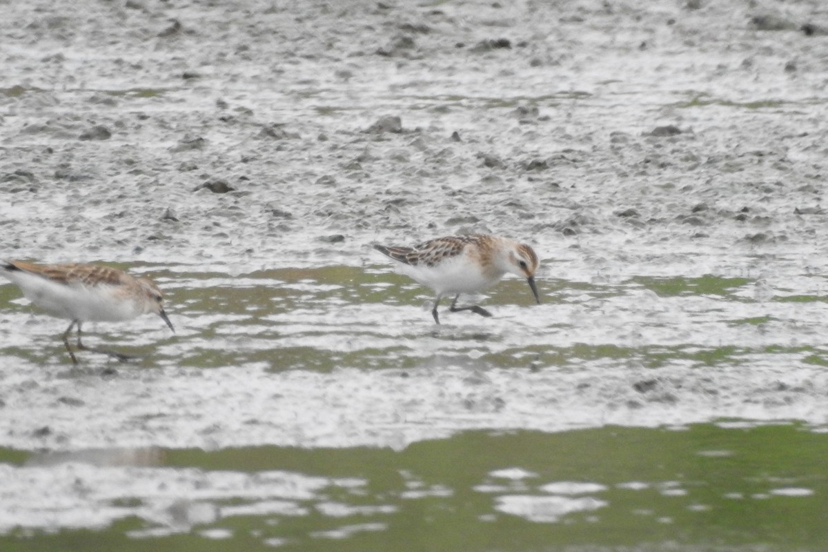 Little Stint - Zhanyi Lin