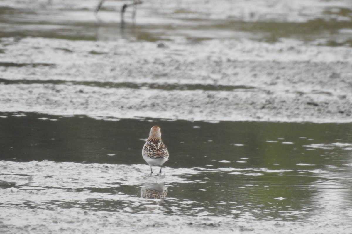 Little Stint - Zhanyi Lin