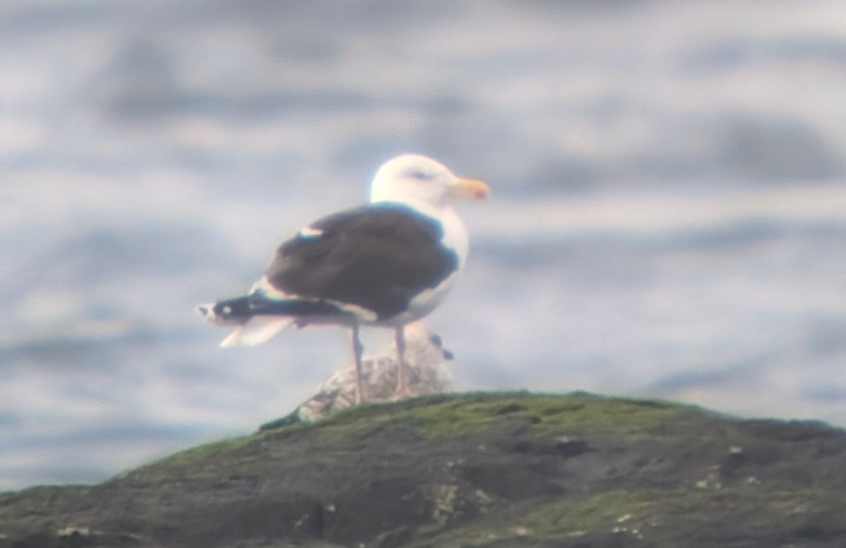 Great Black-backed Gull - ML623743836