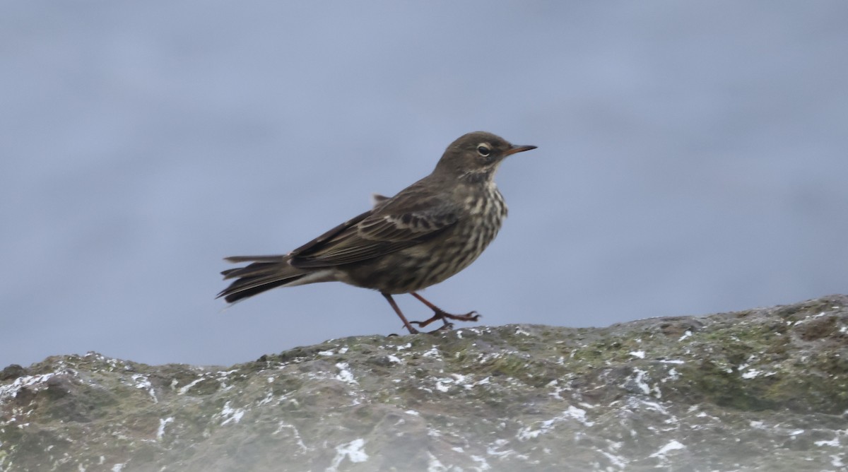 Rock Pipit - ML623743847