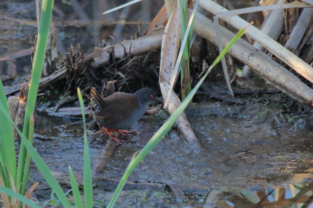 Spotless Crake - ML623743862