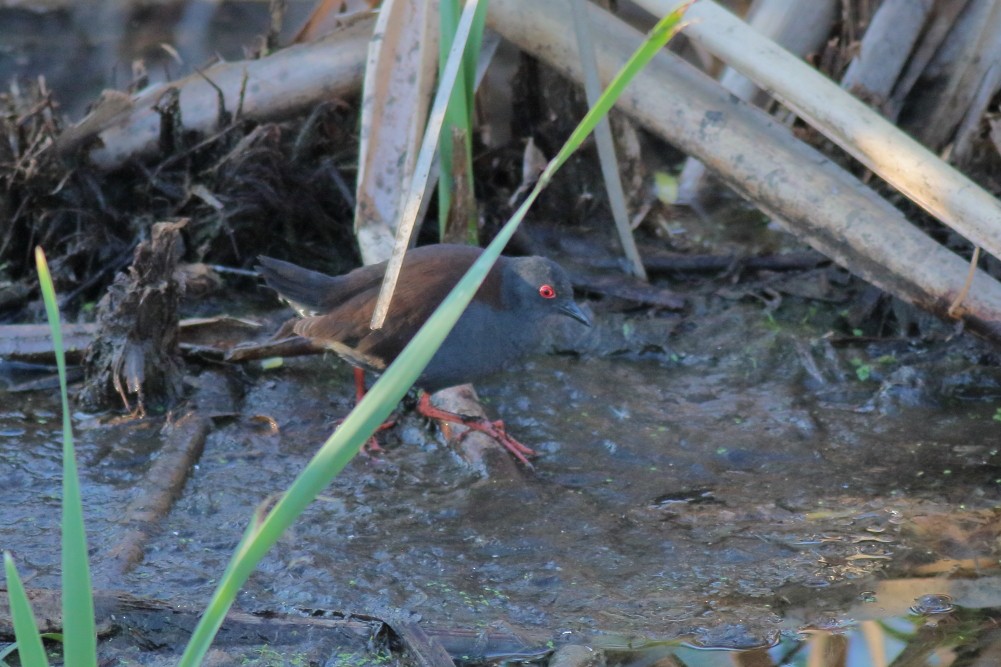 Spotless Crake - ML623743865