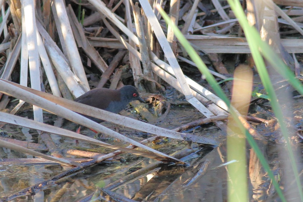 Spotless Crake - ML623743870