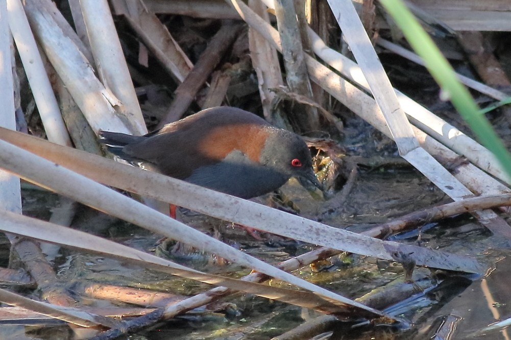 Spotless Crake - Paul Lynch