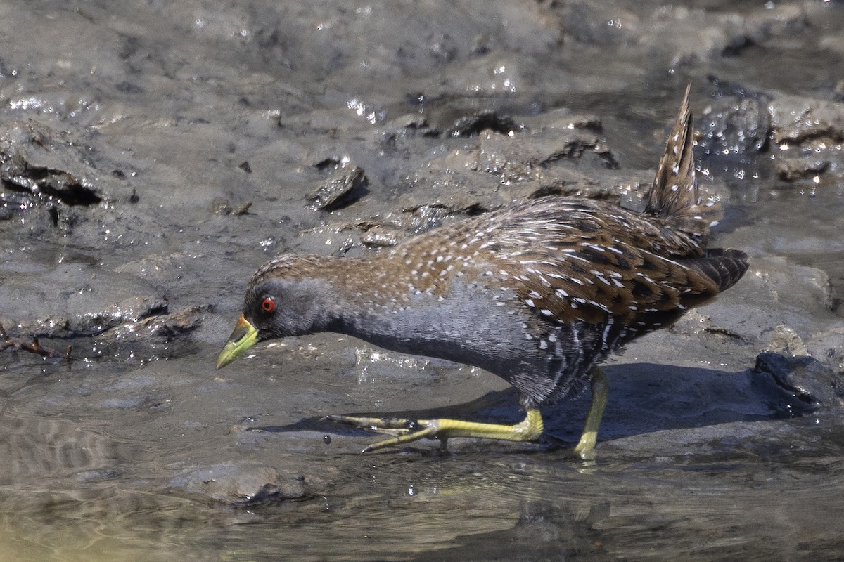 Australian Crake - ML623743891