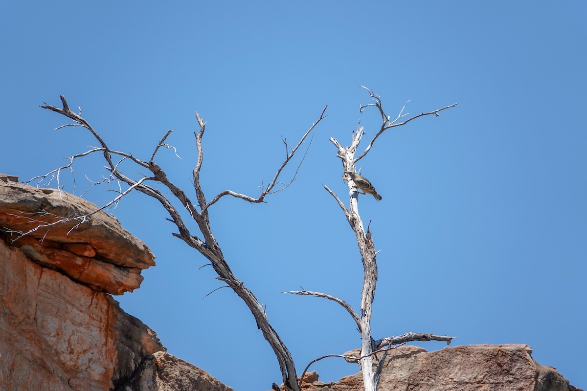 Great Bowerbird - ML623743894