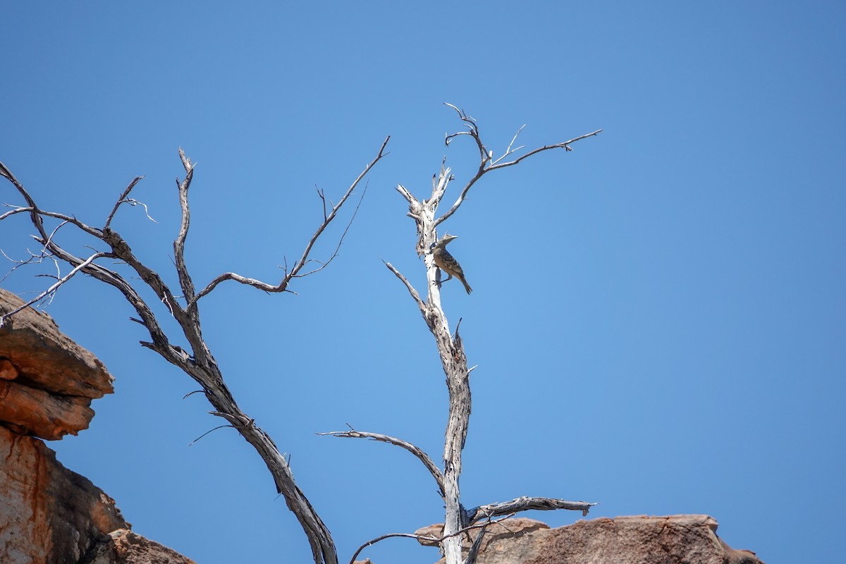 Great Bowerbird - ML623743895