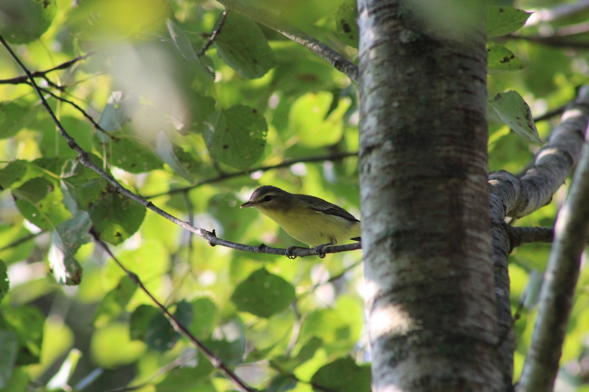 Philadelphia Vireo - ML623743935