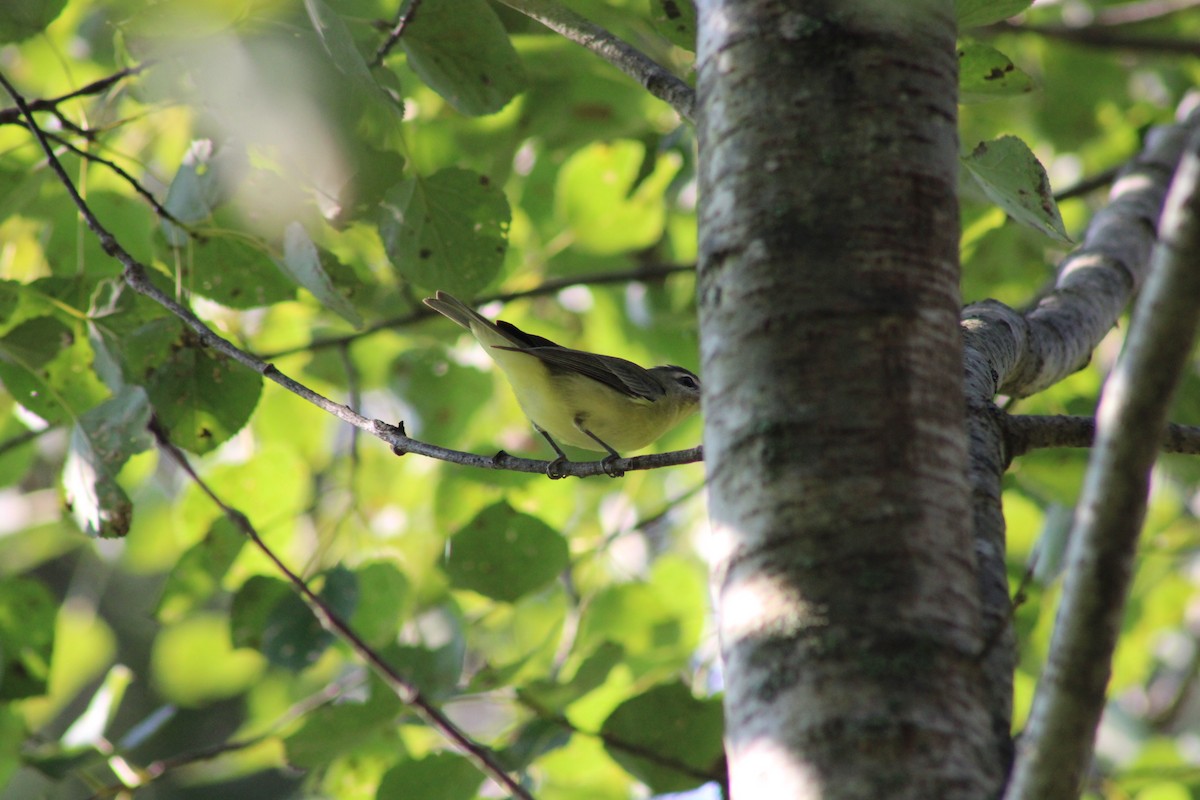 Philadelphia Vireo - ML623743936