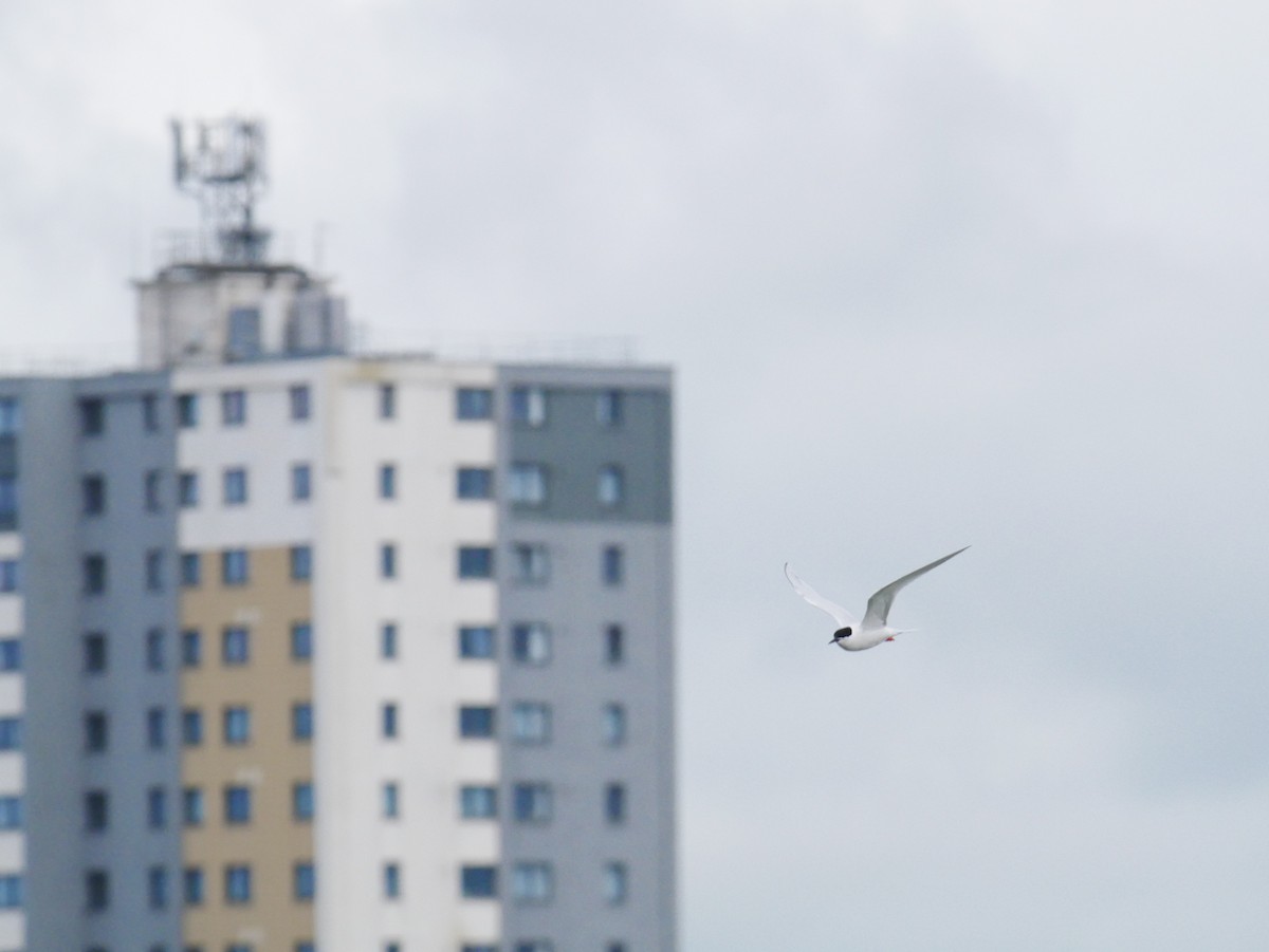 Roseate Tern - ML623743950