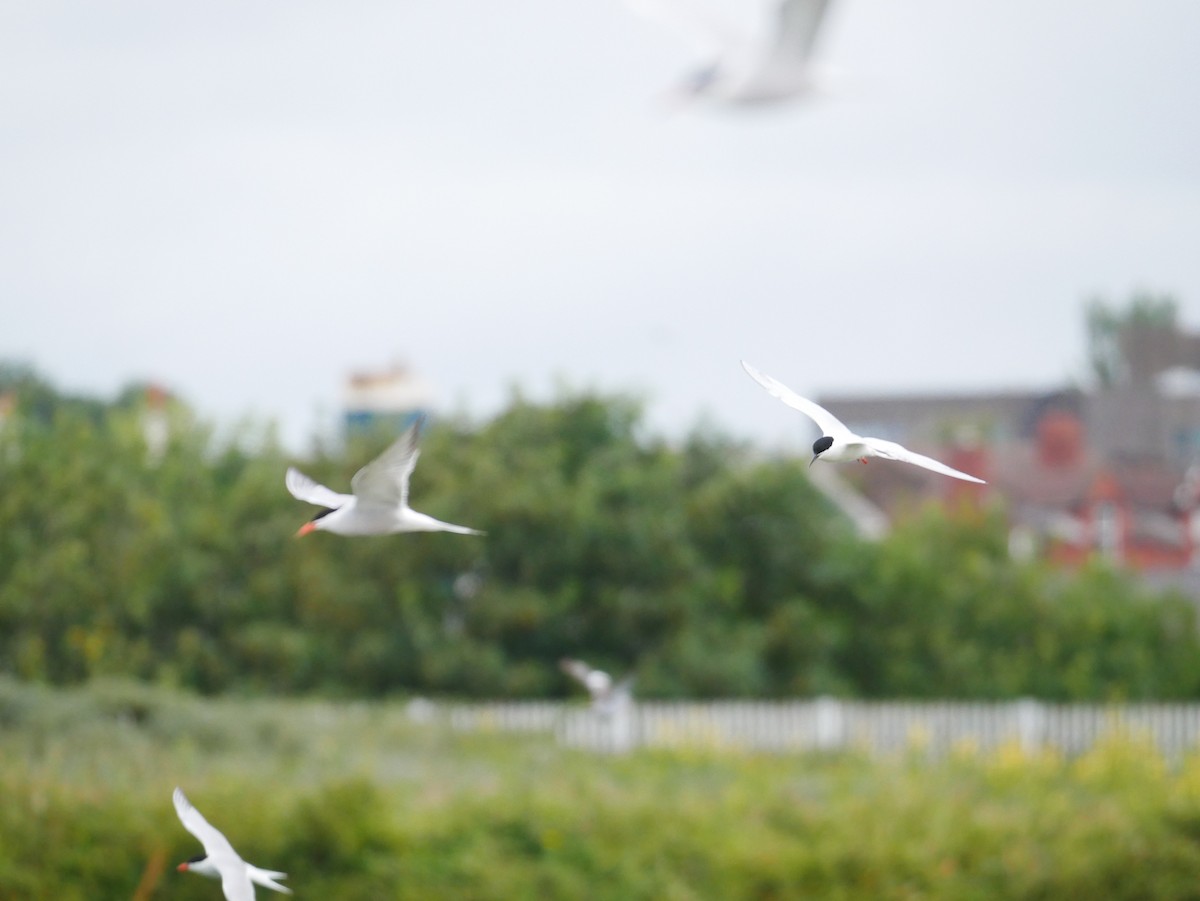 Roseate Tern - ML623743951