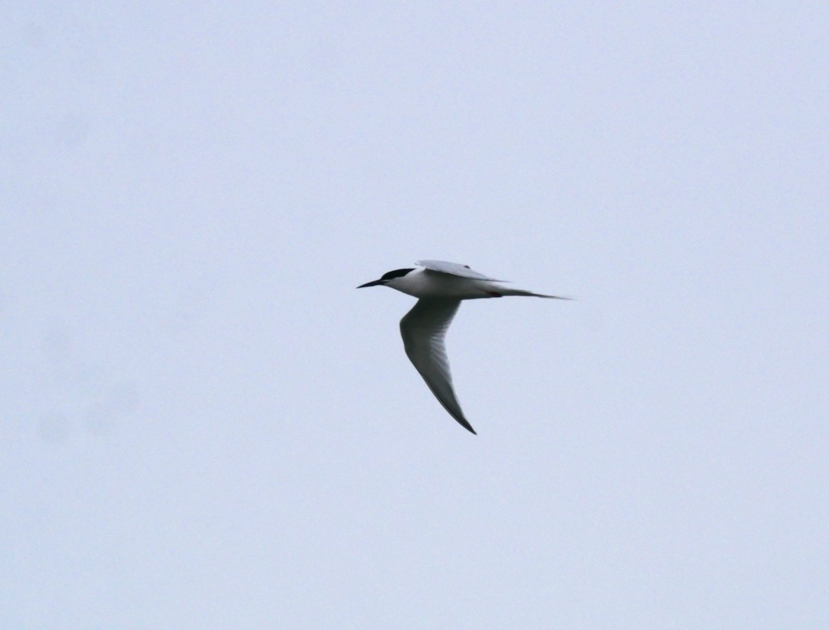 Roseate Tern - ML623743952