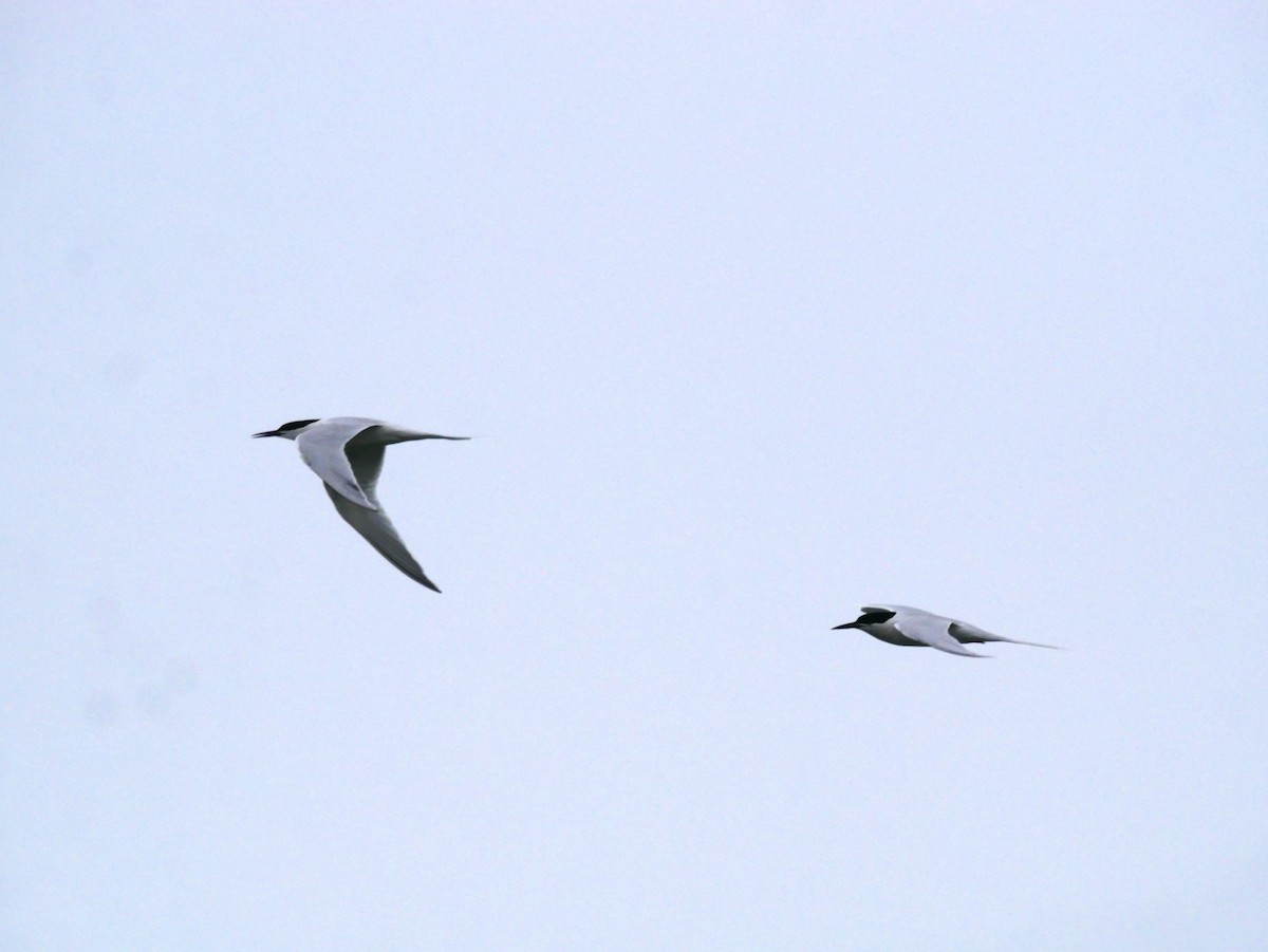 Roseate Tern - ML623743953