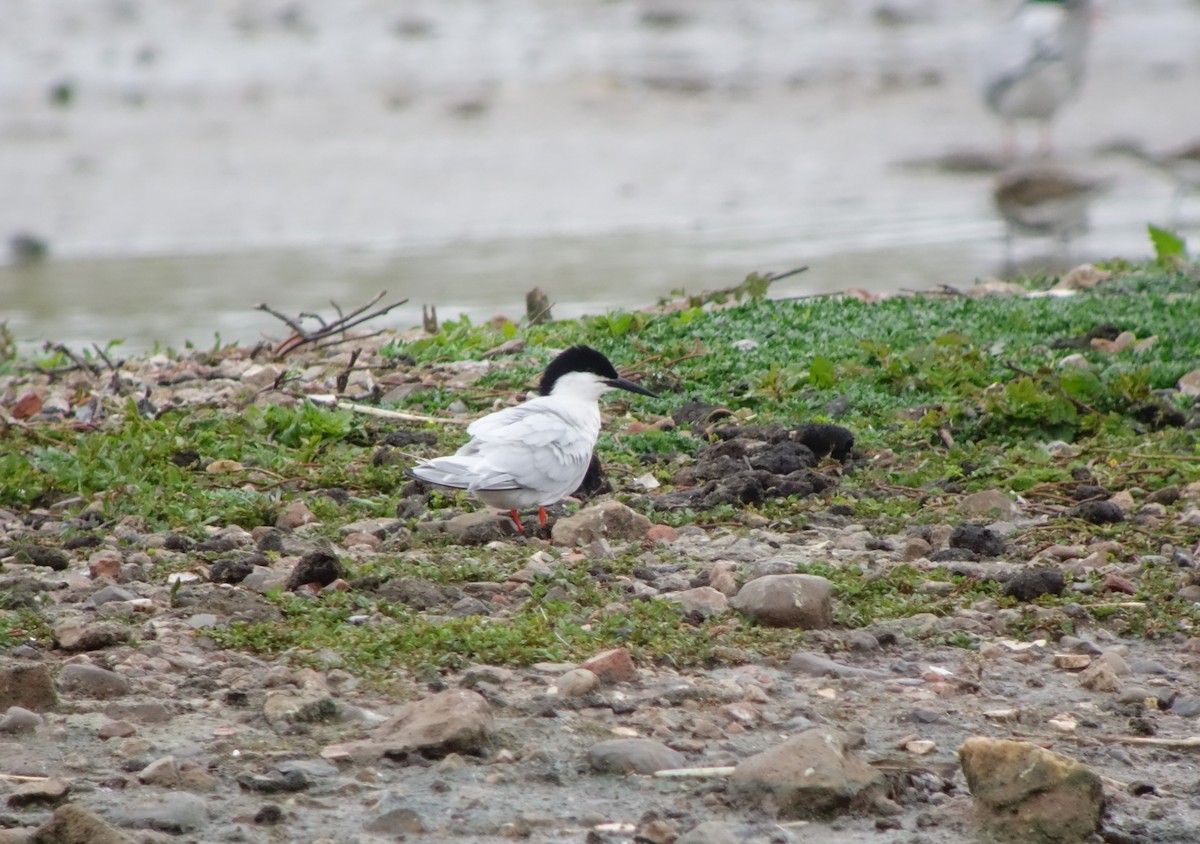 Roseate Tern - Gavin Thomas