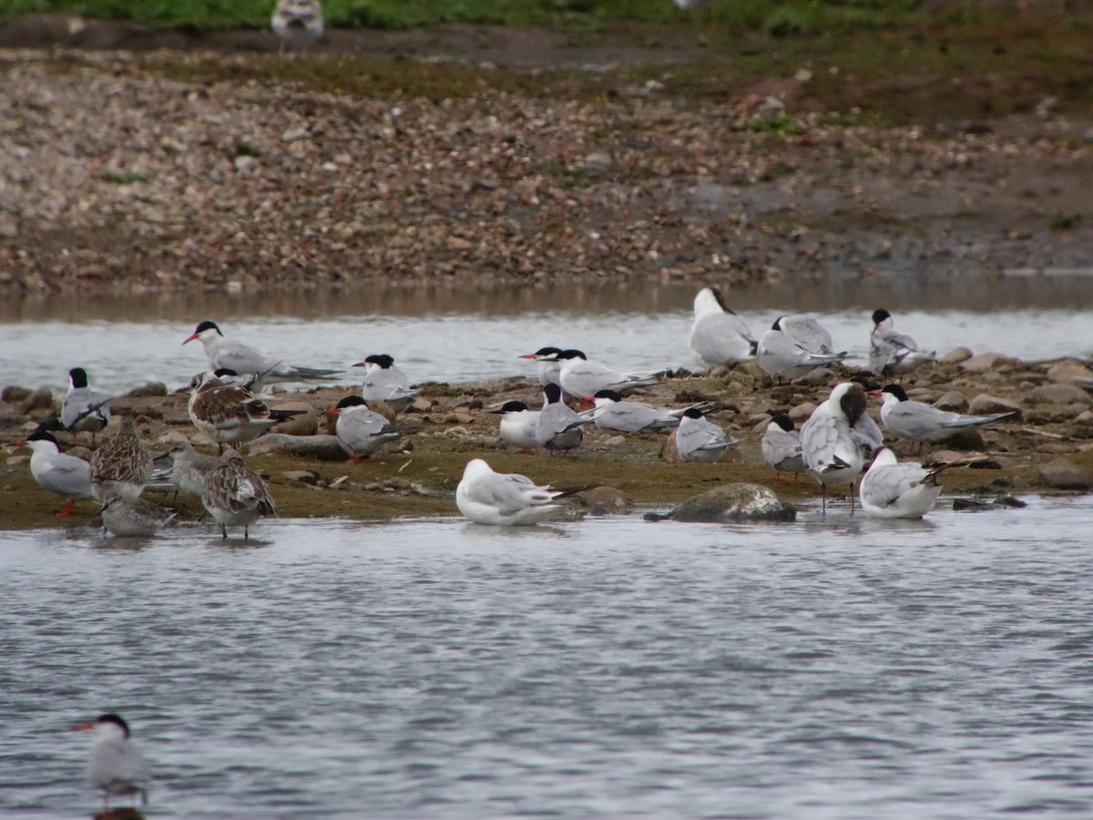 Roseate Tern - ML623743969