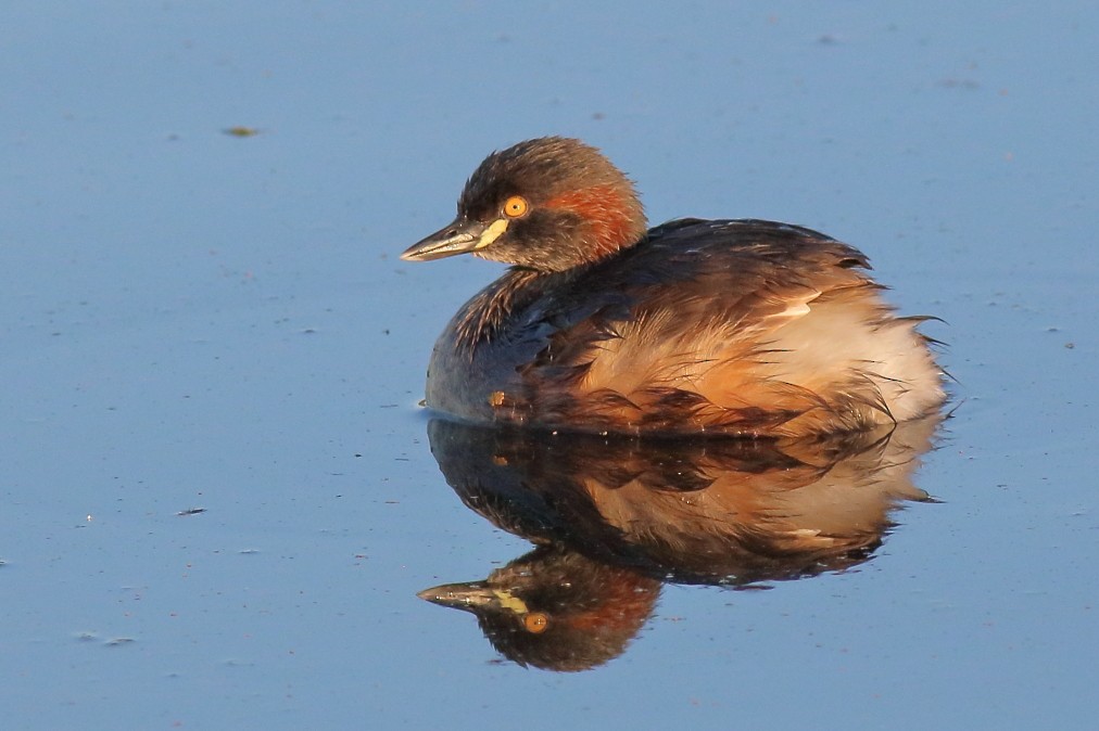 Australasian Grebe - ML623743998