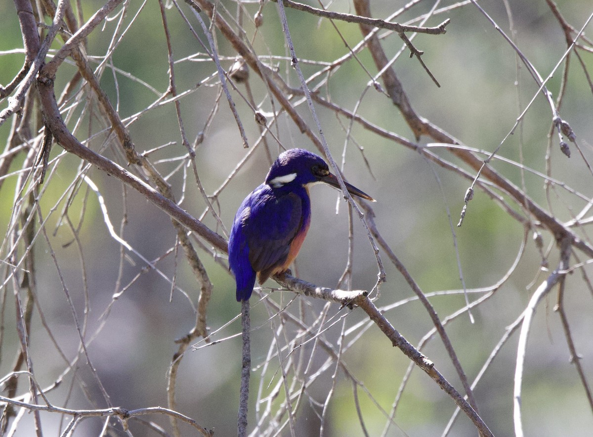 Azure Kingfisher - ML623744004