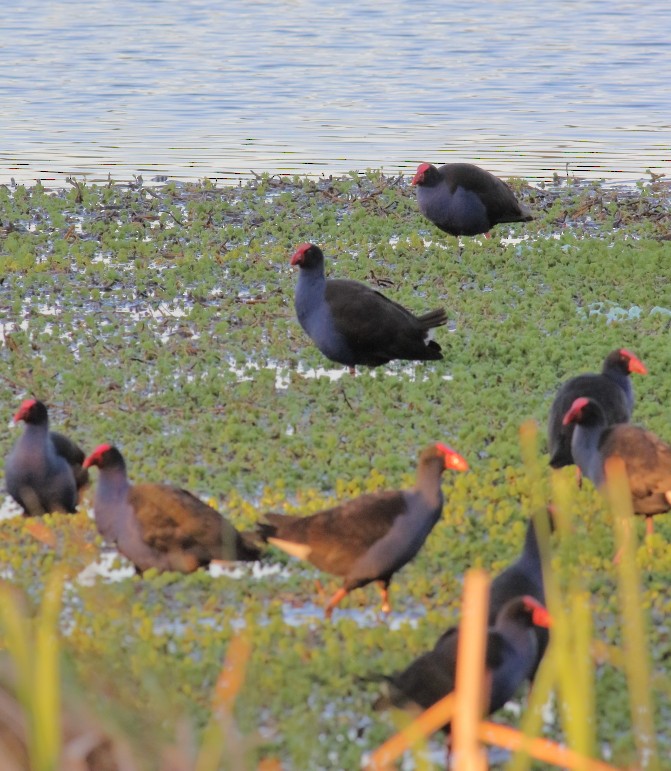 Australasian Swamphen - Paul Lynch