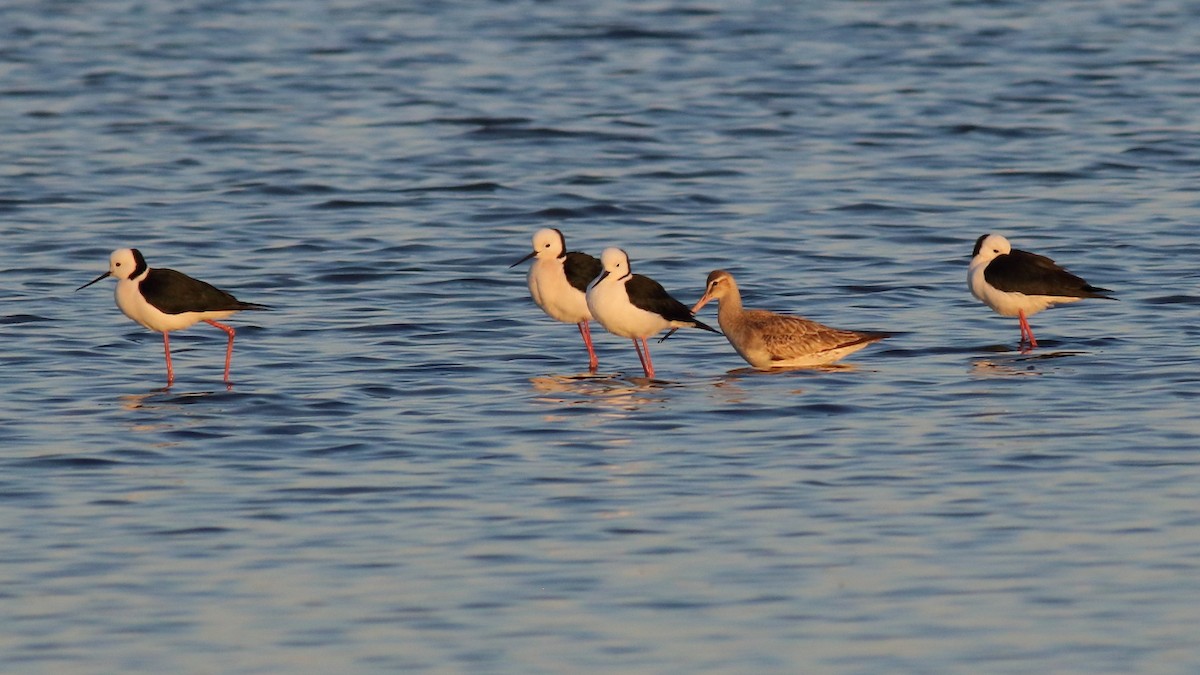 Pied Stilt - ML623744016