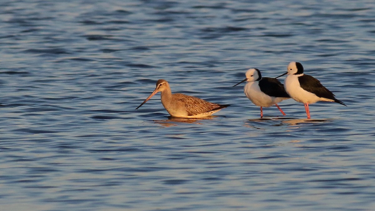 Bar-tailed Godwit - ML623744017