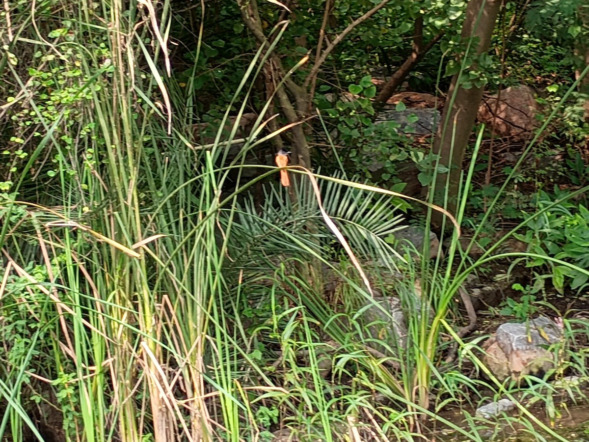 lejskovec rajský - ML623744020