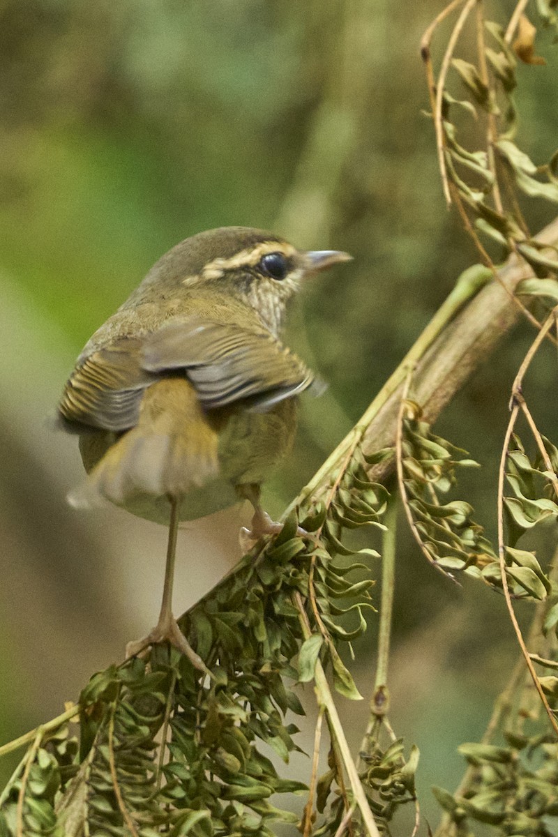 Phylloscopus sp. - ML623744038