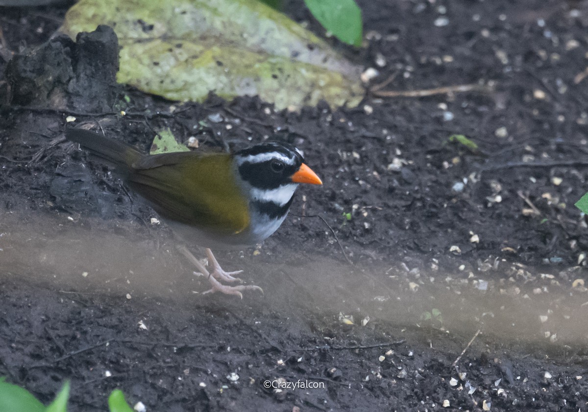 Orange-billed Sparrow - ML623744040