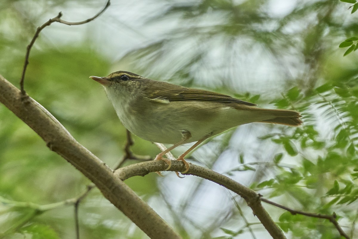 Phylloscopus sp. - ML623744041