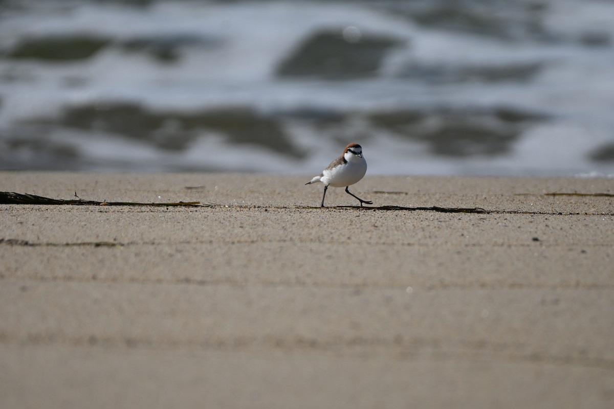 Red-capped Plover - ML623744059