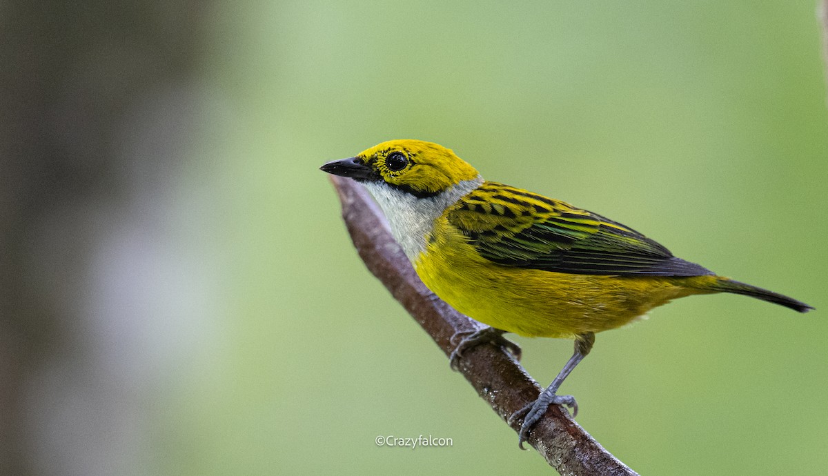 Silver-throated Tanager - ML623744062