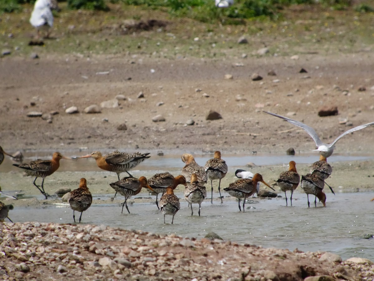 Black-tailed Godwit (islandica) - ML623744075