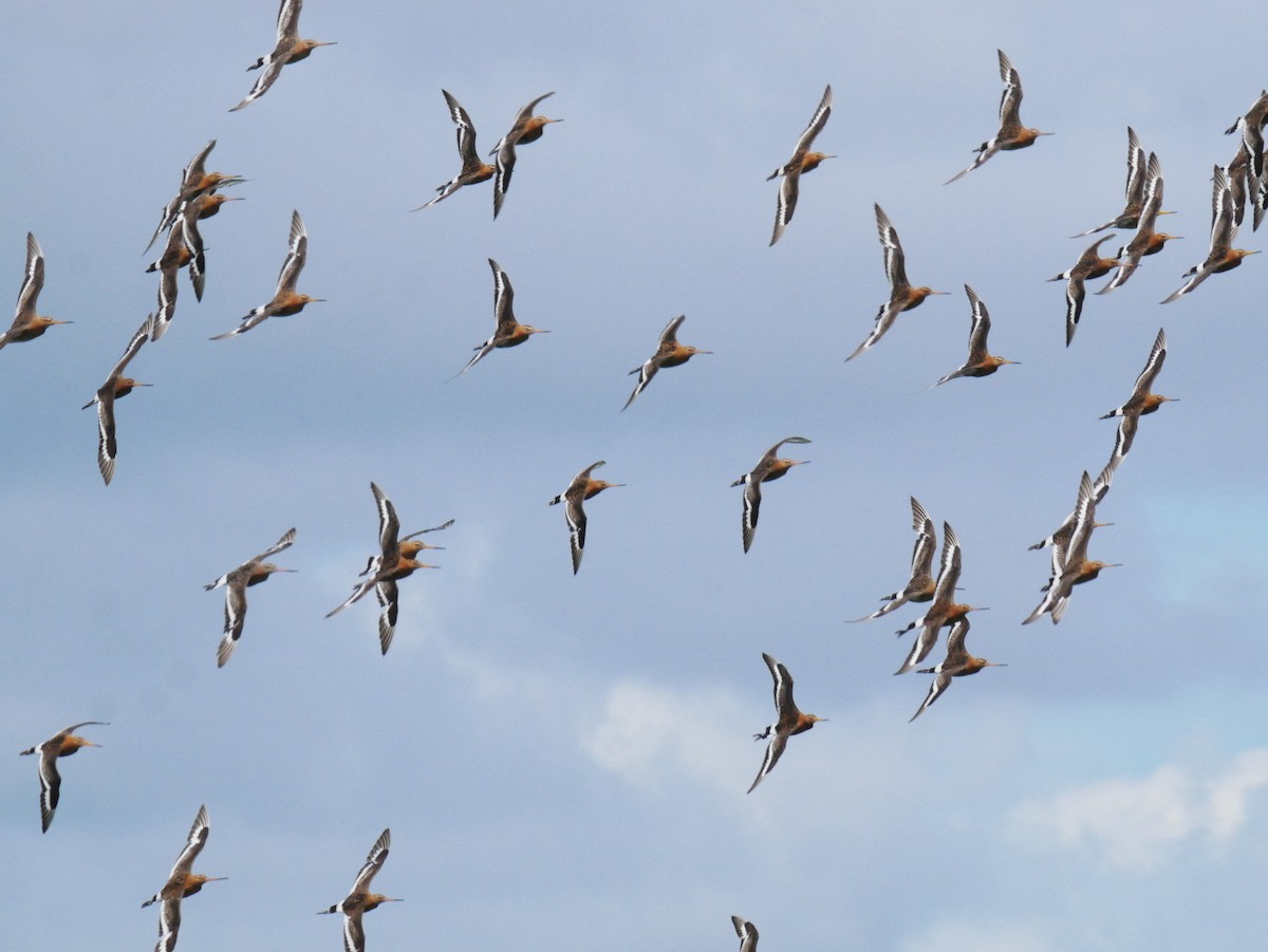 Black-tailed Godwit (islandica) - ML623744098