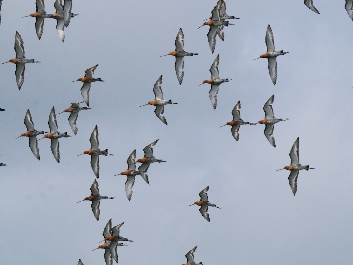 Black-tailed Godwit (islandica) - ML623744099